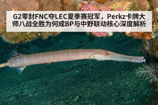 G2零封FNC夺LEC夏季赛冠军，Perkz卡牌大师八战全胜为何成BP与中野联动核心深度解析